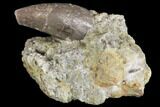 Jurassic Crocodile (Goniopholis?) Tooth - Colorado #152095-2